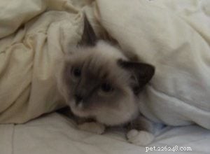 Buster: The Charming Ragdoll Companion for Apartment Living