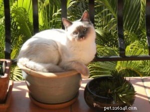 Buster: The Charming Ragdoll Companion for Apartment Living