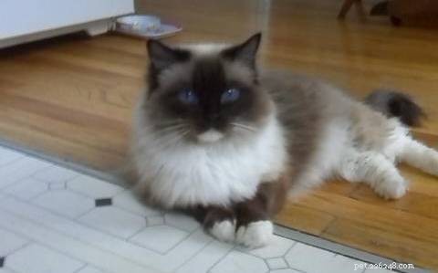 Pandora: A Ragdoll s Remarkable Journey from Trauma to Triumph