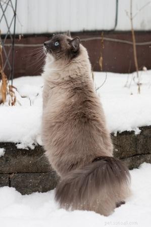 Meet Tamago: The Charming White Ragdoll of the Week