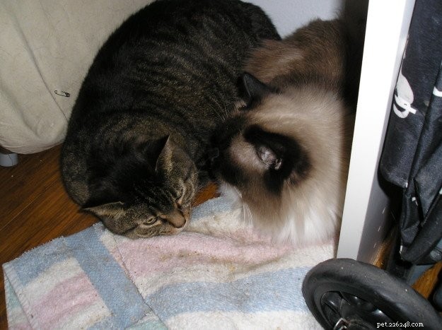 Pandora: A Ragdoll s Remarkable Journey from Trauma to Triumph