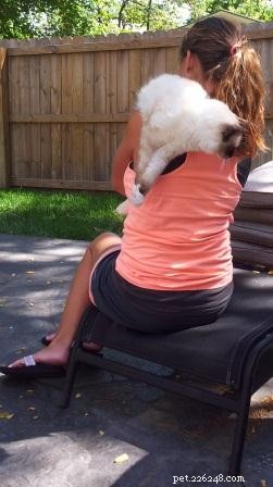 Safe & Gentle Ways to Hold Your New Kitten