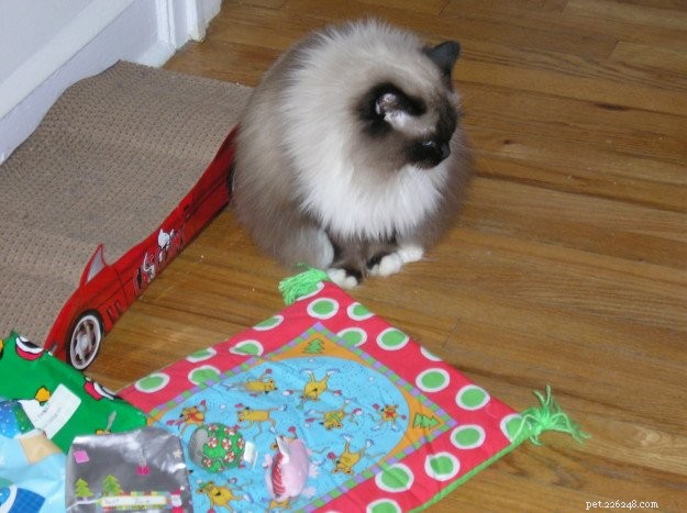 Pandora: A Ragdoll s Remarkable Journey from Trauma to Triumph