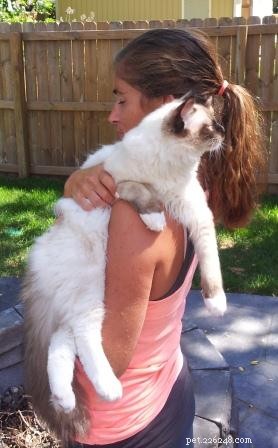 Safe & Gentle Ways to Hold Your New Kitten