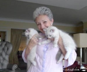 Titus & Siegfried: Hong Kong s Adorable Ragdoll Kittens