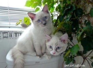 Titus & Siegfried: Hong Kong s Adorable Ragdoll Kittens