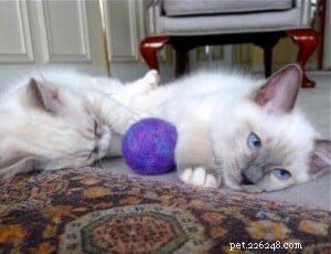 Titus & Siegfried: Hong Kong s Adorable Ragdoll Kittens
