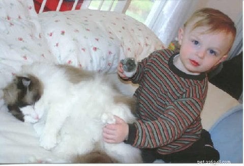 Why Ragdoll Cats Are Perfect for Families with Kids