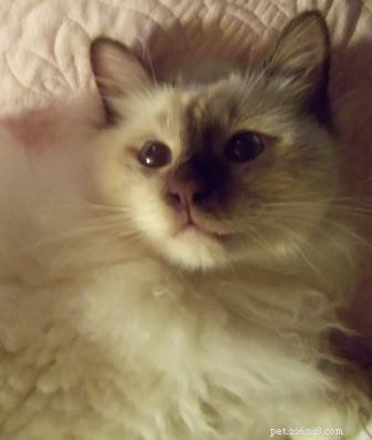 Meet the Ragdoll of the Week: A Heartwarming Rescue Story