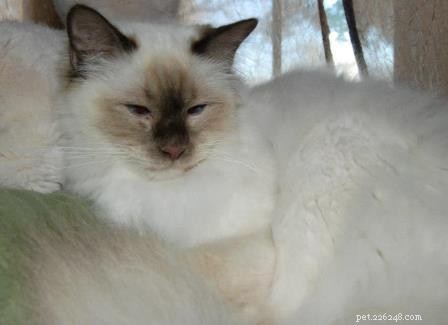 Meet the Ragdoll of the Week: A Heartwarming Rescue Story