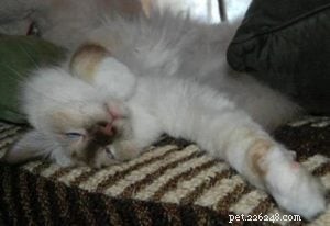 Meet the Ragdoll of the Week: A Heartwarming Rescue Story
