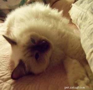 Meet the Ragdoll of the Week: A Heartwarming Rescue Story