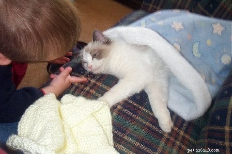 Why Ragdoll Cats Are Perfect for Families with Kids