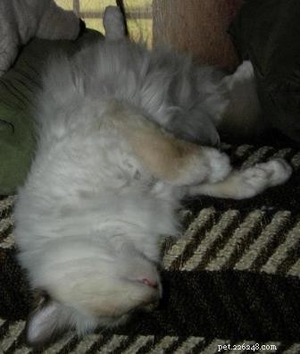 Meet the Ragdoll of the Week: A Heartwarming Rescue Story