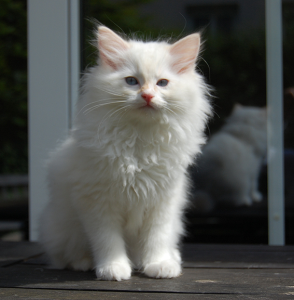 Ragdoll Spotlight: Meet Einstein & Elvis