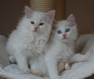 Ragdoll Spotlight: Meet Einstein & Elvis