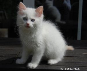 Ragdoll Spotlight: Meet Einstein & Elvis