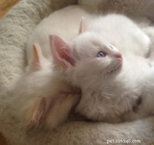Ragdoll Spotlight: Meet Einstein & Elvis