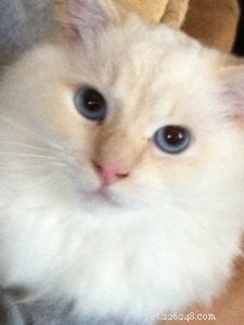 Bailey – Our Featured Ragdoll Cat of the Week