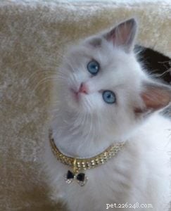 Ocean – Ragdoll Kitten of the Month Spotlight