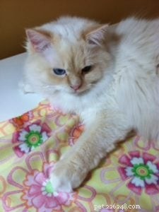 Bailey – Our Featured Ragdoll Cat of the Week