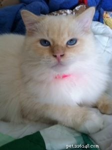 Bailey – Our Featured Ragdoll Cat of the Week