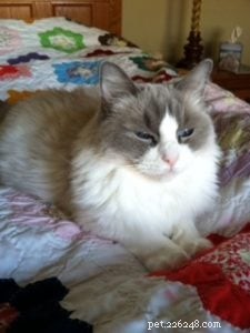 Bailey – Our Featured Ragdoll Cat of the Week