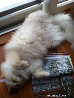Bailey – Our Featured Ragdoll Cat of the Week