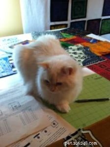 Bailey – Our Featured Ragdoll Cat of the Week