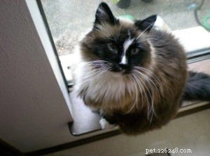 Meet Tasha: A Ragdoll Rescue Story of Love and New Beginnings