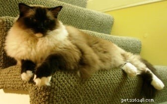 Expert Animal Communicators: Bridging the Gap Between Pets and Owners