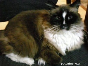 Meet Tasha: A Ragdoll Rescue Story of Love and New Beginnings
