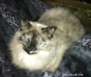 Meet Omi: The Heartwarming Ragdoll of the Week