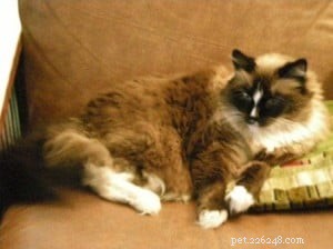 Meet Tasha: A Ragdoll Rescue Story of Love and New Beginnings