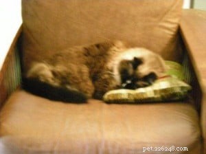 Meet Tasha: A Ragdoll Rescue Story of Love and New Beginnings