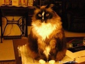 Meet Tasha: A Ragdoll Rescue Story of Love and New Beginnings