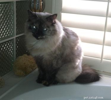 Meet Omi: The Heartwarming Ragdoll of the Week