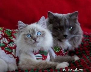 Illaria Rose: Ragdoll Kitten of the Month – A Tale of Elegance and Playfulness