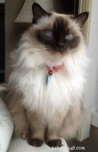 Meet Omi: The Heartwarming Ragdoll of the Week