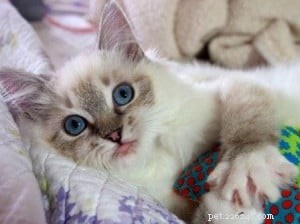 Illaria Rose: Ragdoll Kitten of the Month – A Tale of Elegance and Playfulness