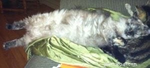 Meet Omi: The Heartwarming Ragdoll of the Week