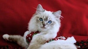 Illaria Rose: Ragdoll Kitten of the Month – A Tale of Elegance and Playfulness