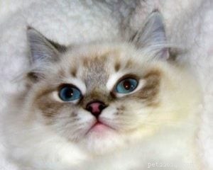 Illaria Rose: Ragdoll Kitten of the Month – A Tale of Elegance and Playfulness