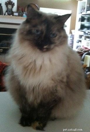 Meet Omi: The Heartwarming Ragdoll of the Week