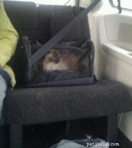 Sammie s Story: A Ragdoll Cat in Need of a Loving Home