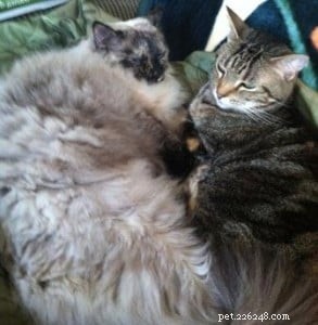 Meet Omi: The Heartwarming Ragdoll of the Week