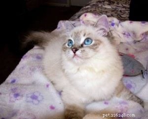 Illaria Rose: Ragdoll Kitten of the Month – A Tale of Elegance and Playfulness