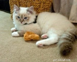 Illaria Rose: Ragdoll Kitten of the Month – A Tale of Elegance and Playfulness