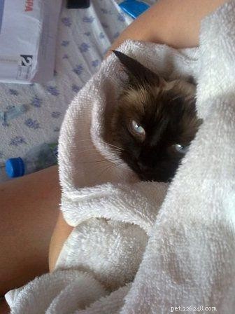 Meet Crumble: Ragdoll of the Week Spotlight