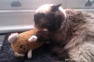 Meet Crumble: Ragdoll of the Week Spotlight